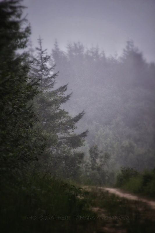 В лесу фото превью