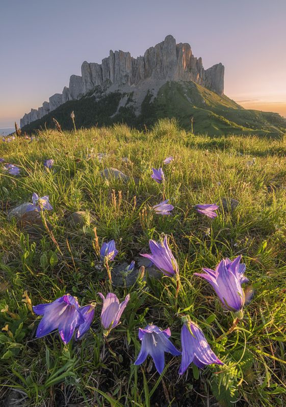 западный кавказ, большой тхач, альпика, колокольчик, рассвет, июнь Альпийский колокольчик фото превью