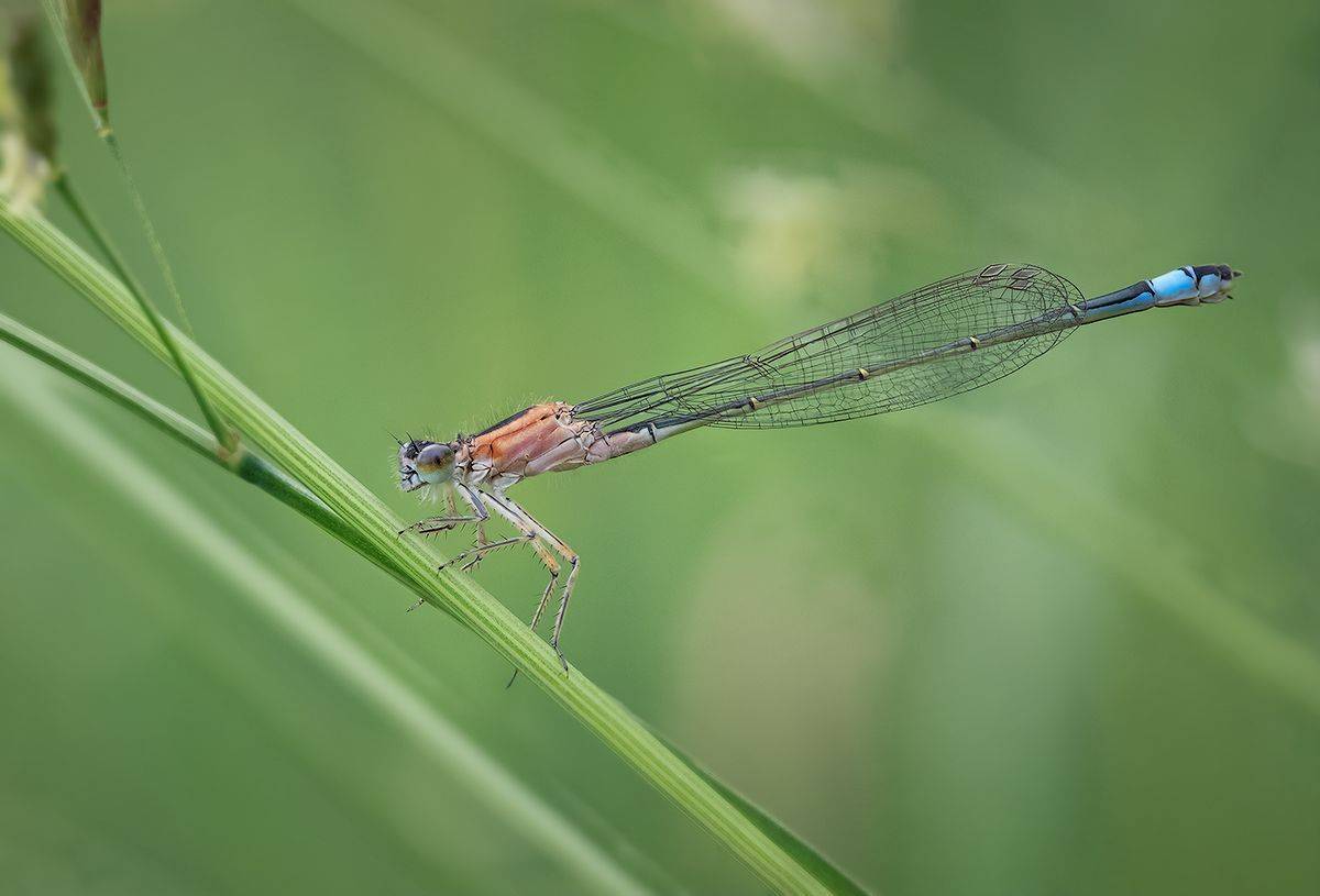 стрекоза, макро, насекомое, dragonfly, macro, insect,, Хилько Марина