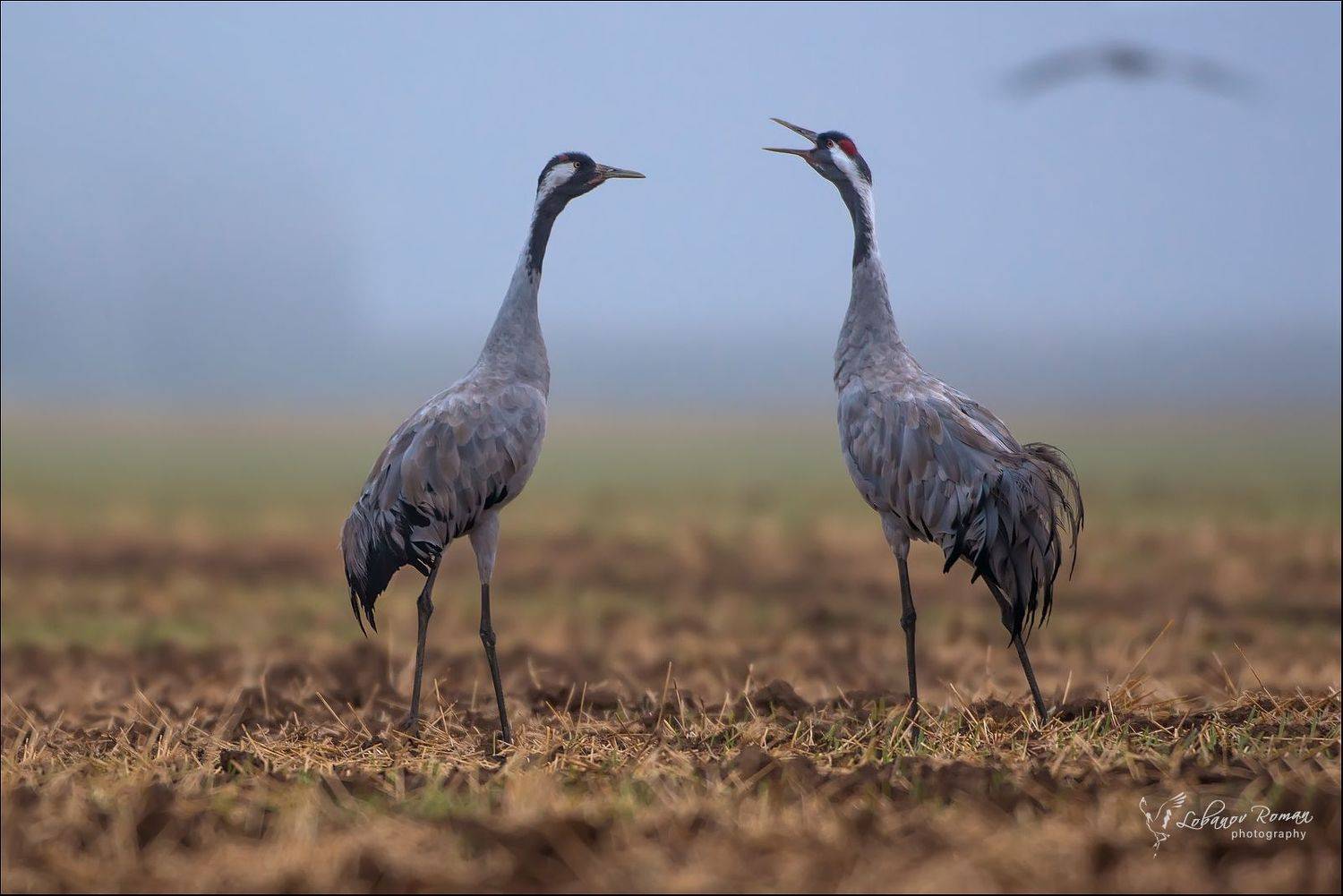 , Лобанов Роман