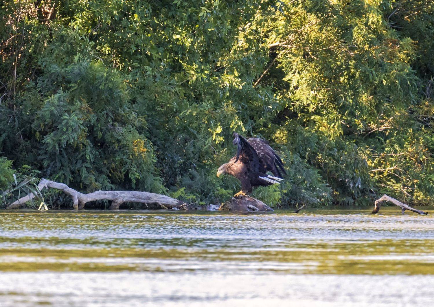 заповедник орлан, Анатолий Салтыков