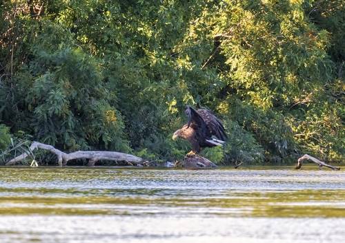 Орлан-белохвост на камне.