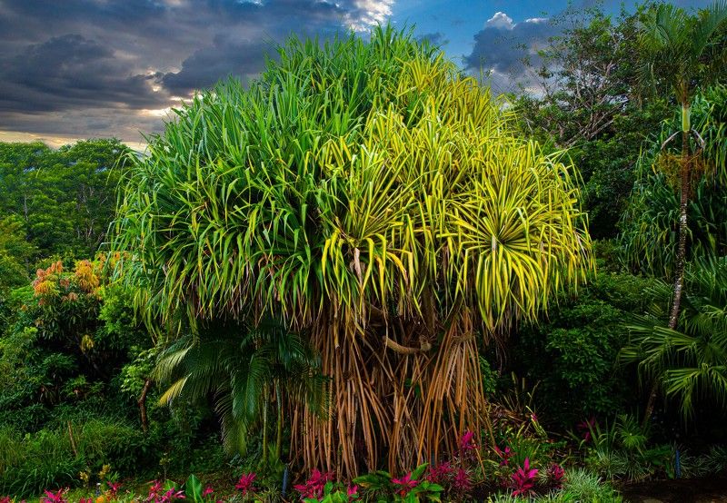 Панданус Вейча. Коста-Рика фото превью