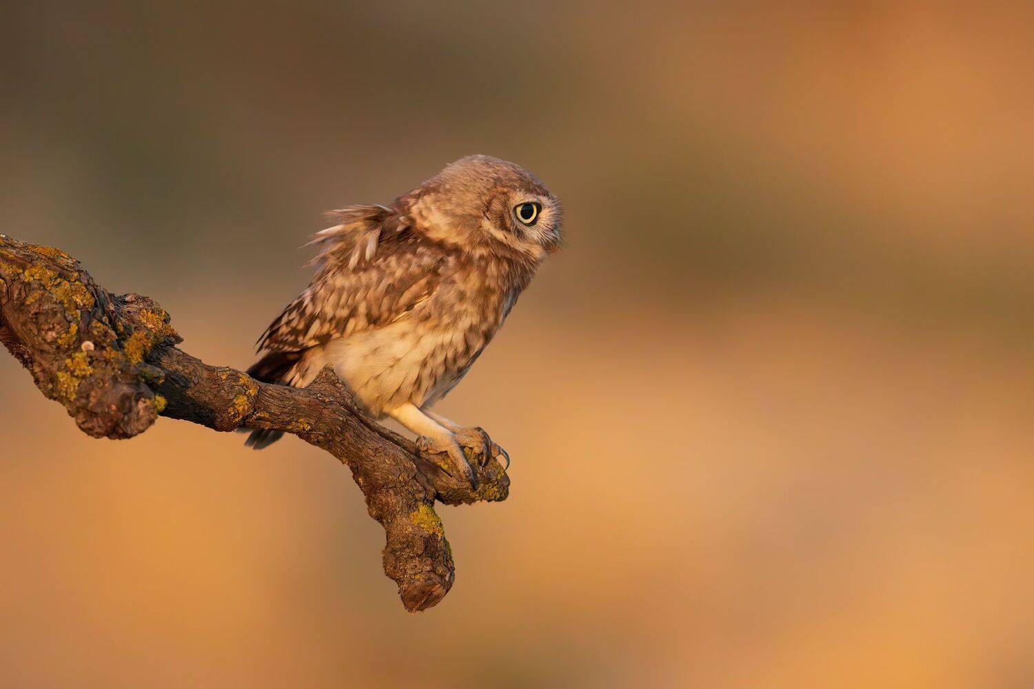 , Евгений Фруман