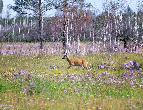 среди цветов..
