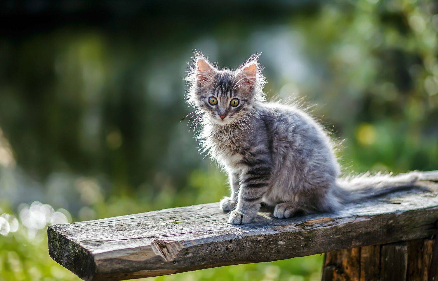 , Алексей Покровский