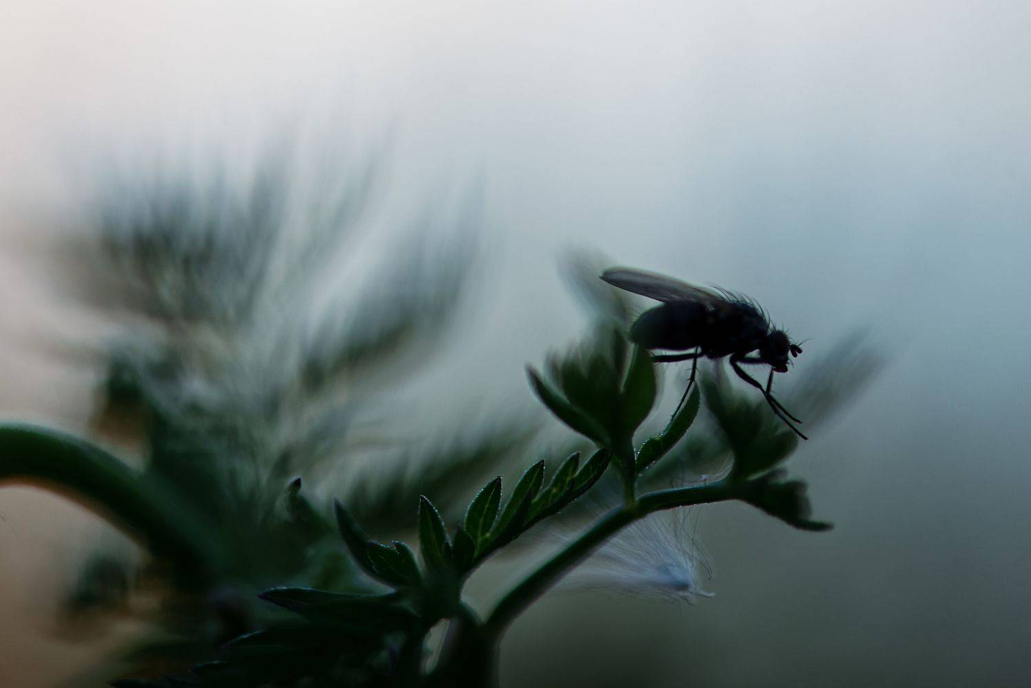 , Анастасия Думинская