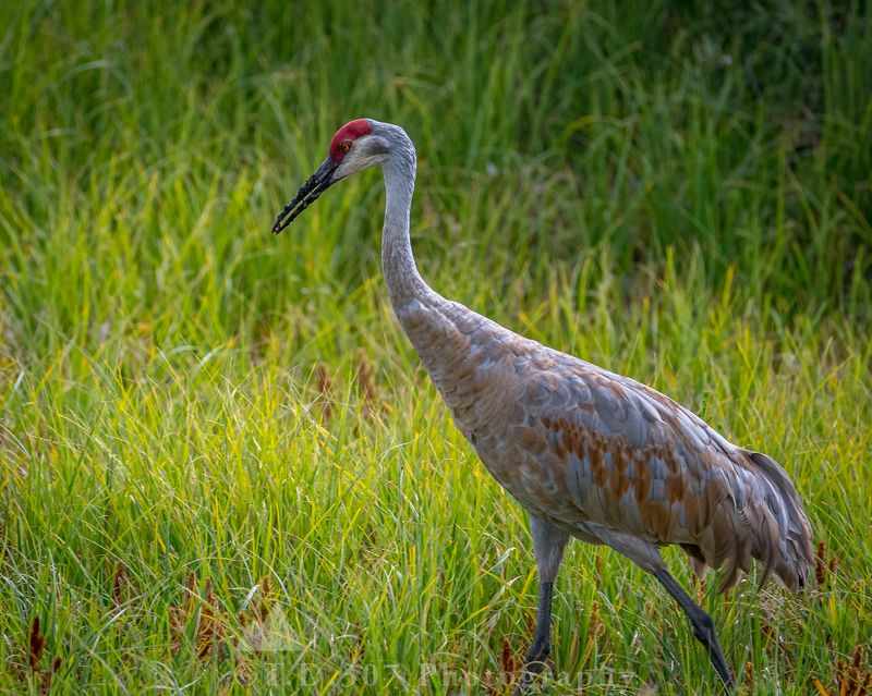 Sandhill Crane  фото превью