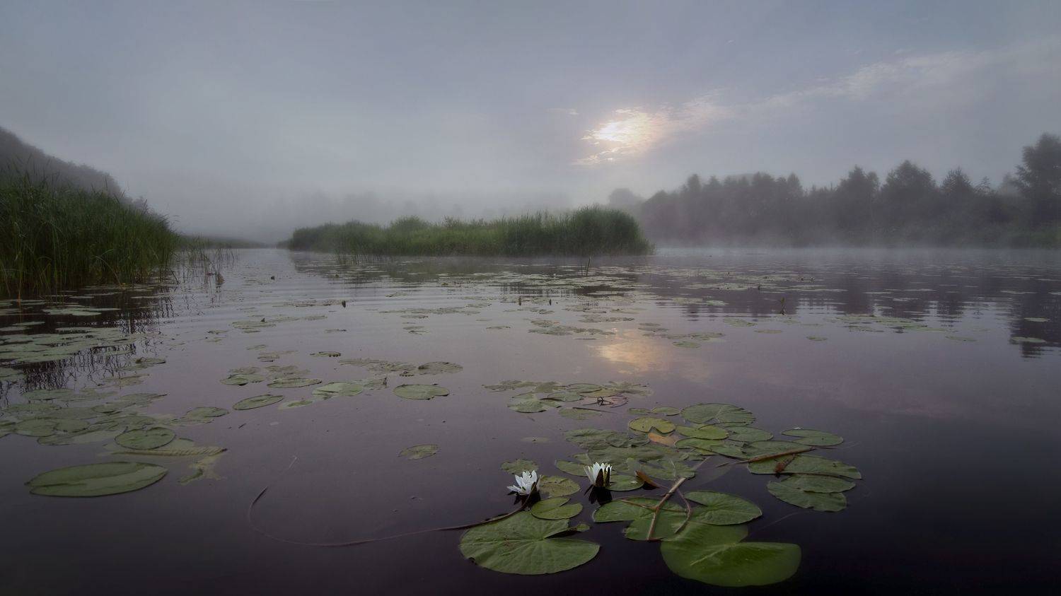 лето, река, Нерль, рассвет, зорька, лилии, туман,лето, Аникин Сергей