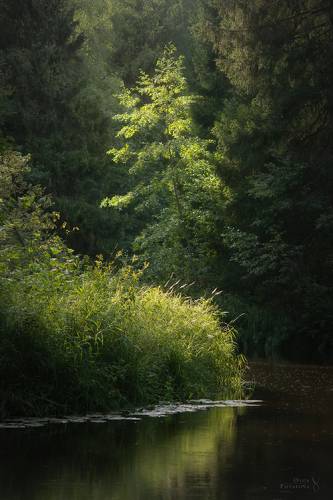Линдуловская роща - осязаемый свет