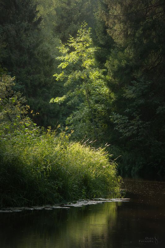 линдуловская роща, рощино, река рощинка, красивые места ленинградской области, карельский перешеек, магия леса, волшебный лес, северный лес, лето в лесу, зелёный лес, волшебный ручей, пригороды петербурга, заказники ленинградской области Линдуловская роща - осязаемый свет фото превью