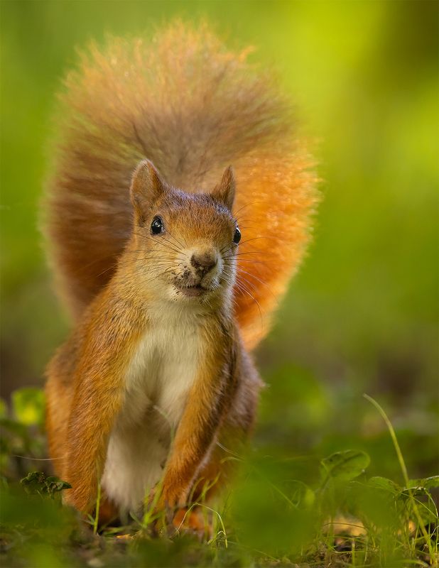 Squirrel фото превью