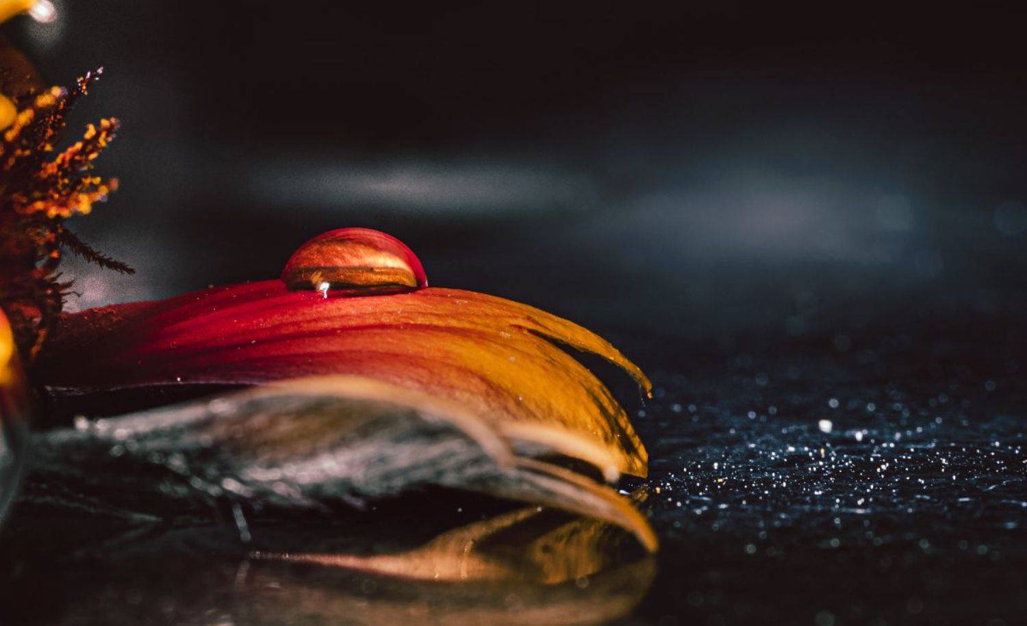 природа, макро, цветы, капли воды, Неля Рачкова