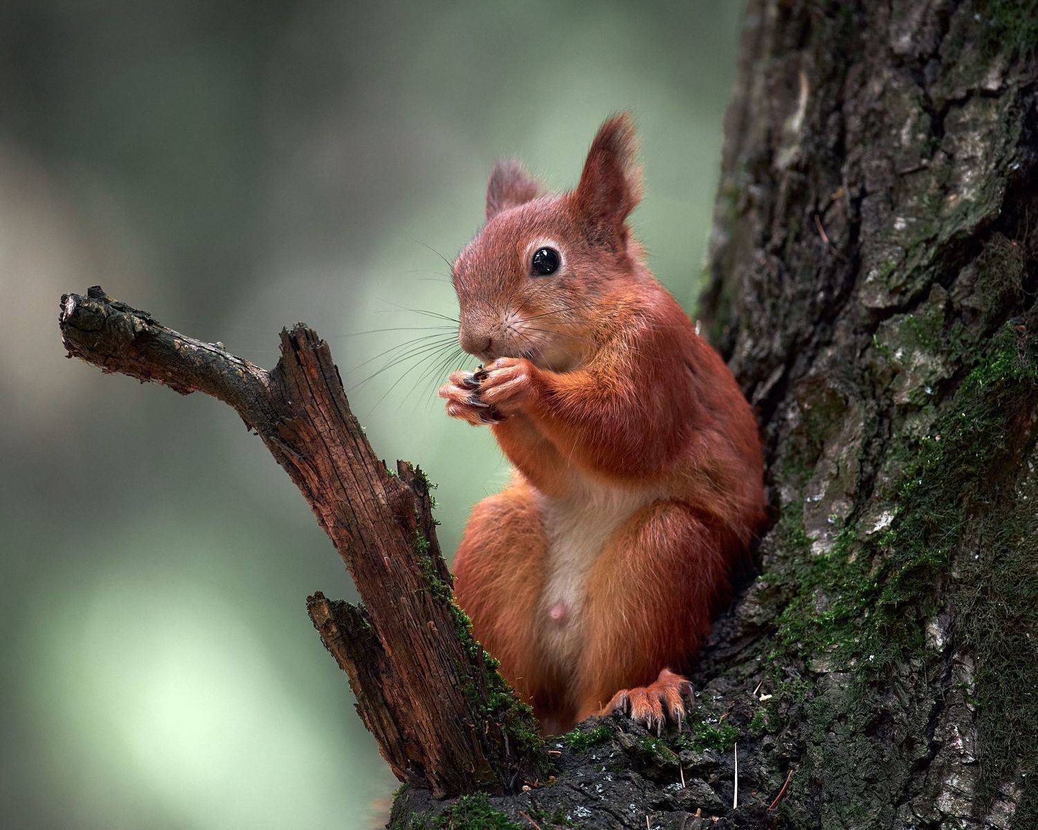 белочка, белка, белка на дереве, белка ест, белочка кушает, Mikhail Khmelevskiy