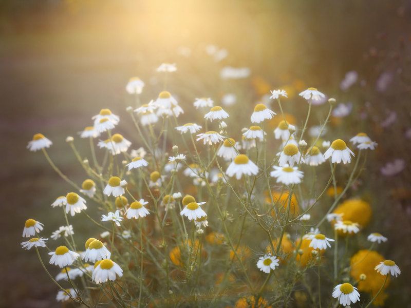 Осенние ромашки фото превью