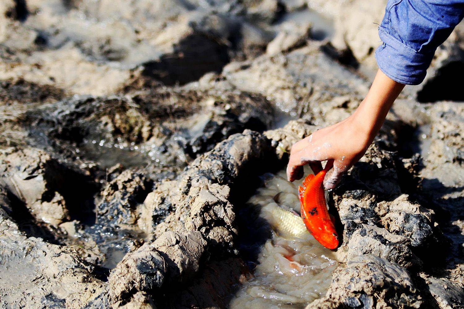 , mehdi karimi souderjani