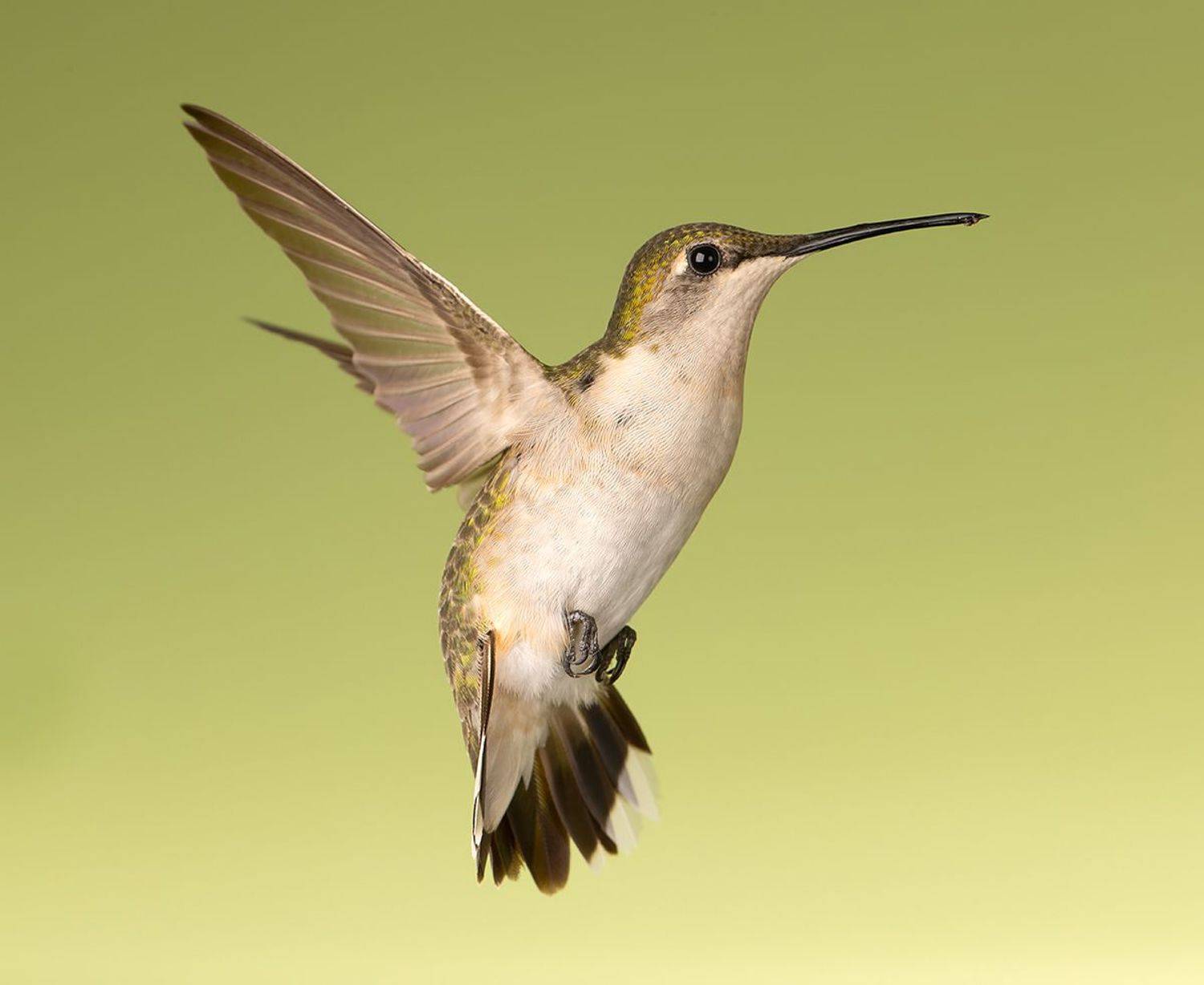 колибри,ruby-throated hummingbird, hummingbird, Etkind Elizabeth