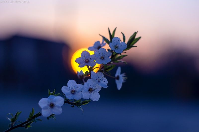 Весенний мотив. фото превью