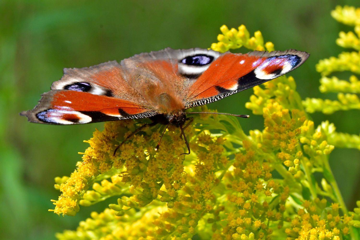 , Корнейчук Игорь