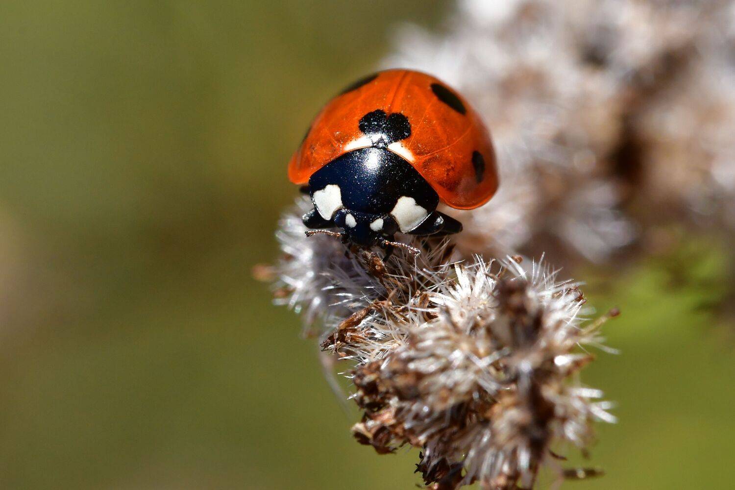 , Корнейчук Игорь