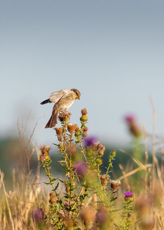 Первые полёты фото превью