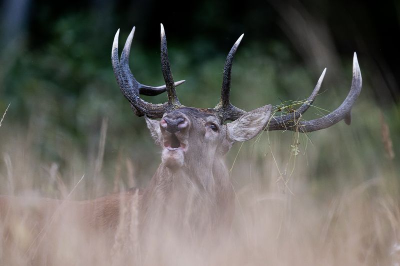 Briedis фото превью