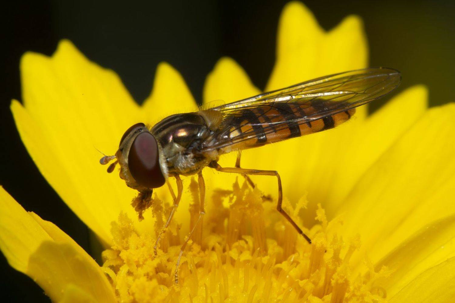 , Марина Кулакова