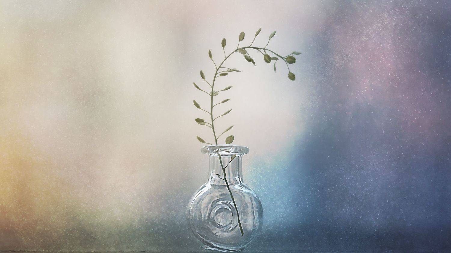 макро, натюрморт, стекло, macro, still life, dry flowers, Мария Обидина