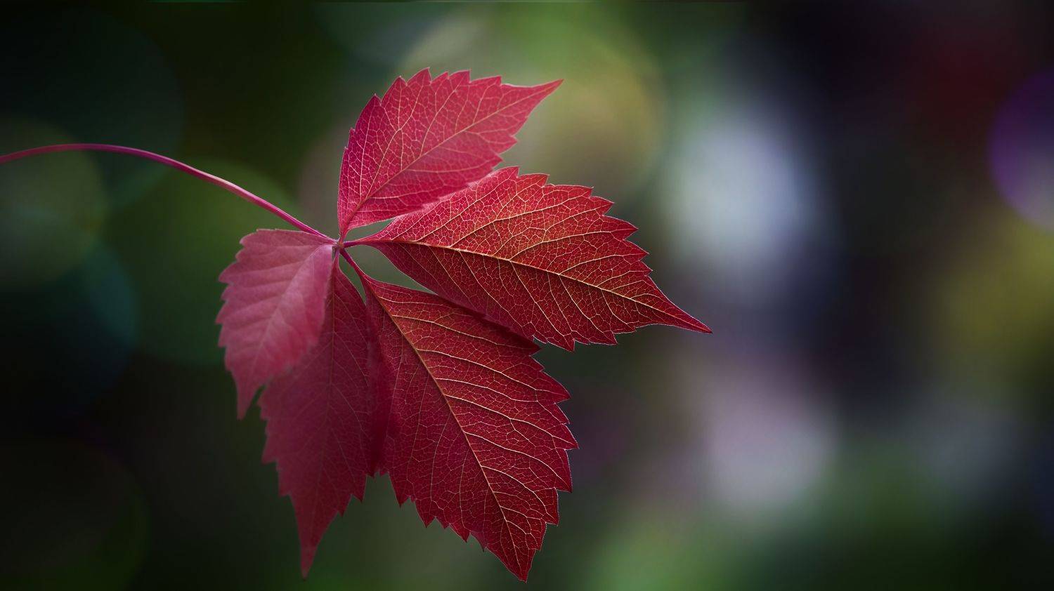 макро, осень, природа, nature, macro, leaves, bokeh, red, Мария Обидина