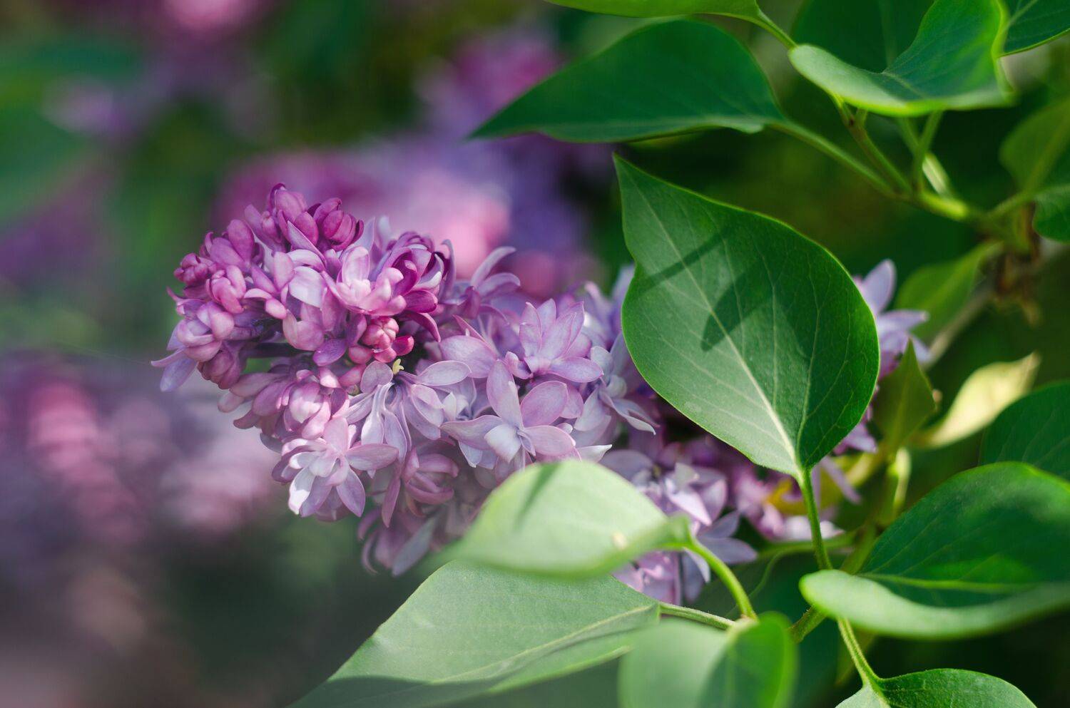 Сирень, цветы, весна, растения, Shadow Anna