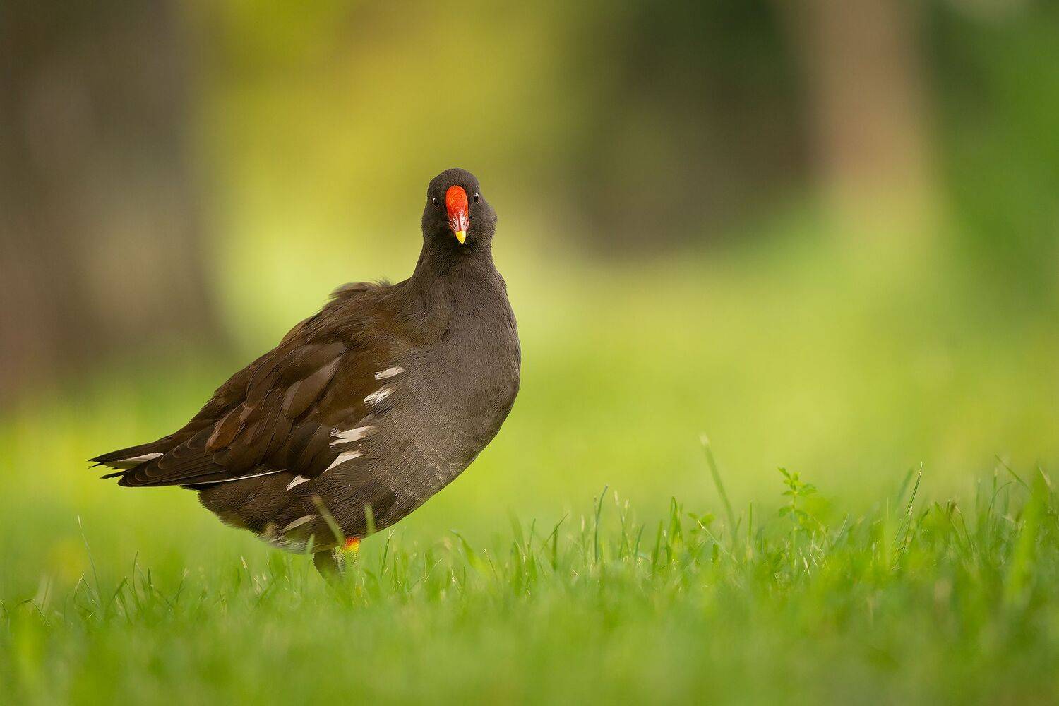 , Robert Adamec