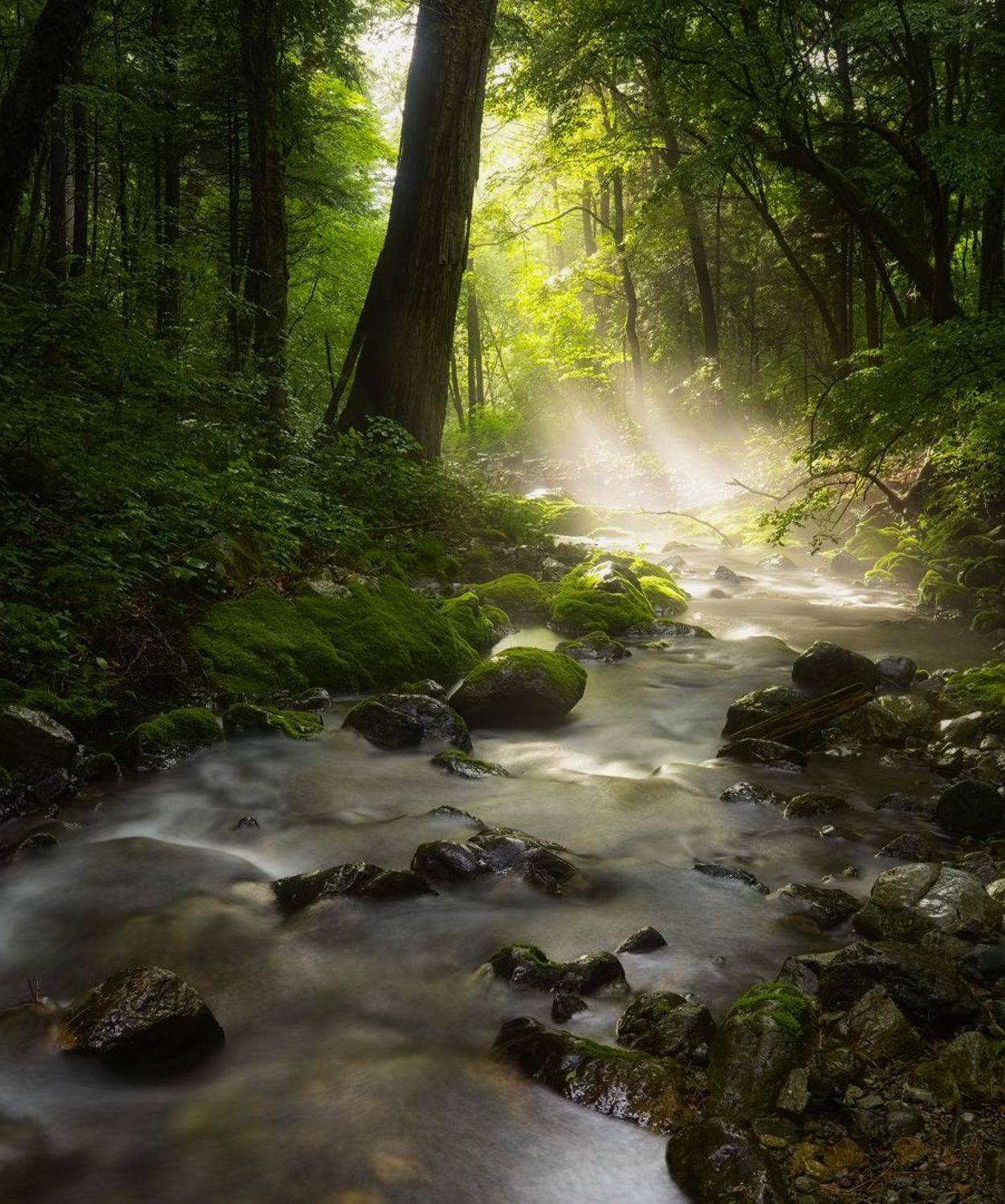 лето, тайга, ручей, приморский край, свет, Евгений Паршуков