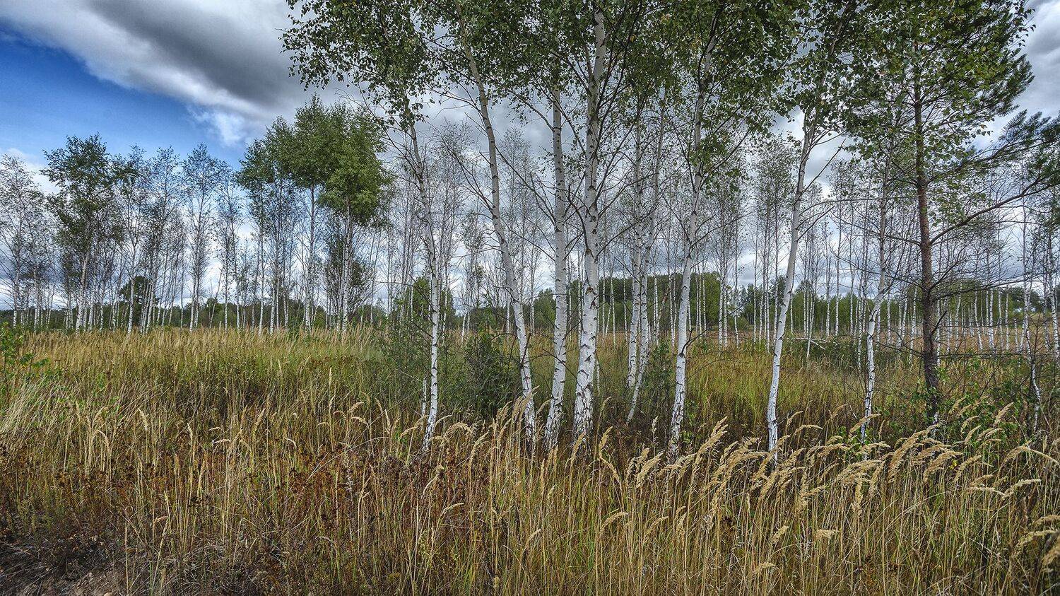 , Николай Андреев