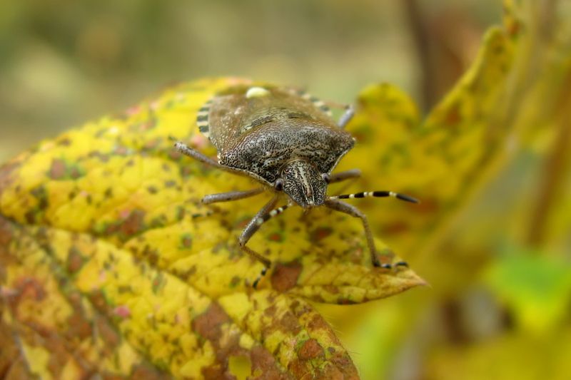 Маскировка фото превью