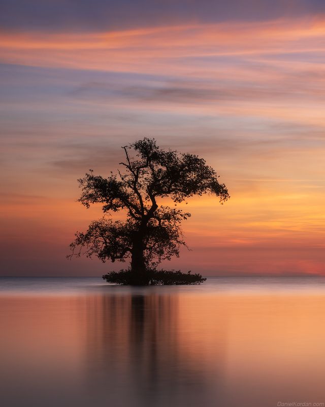Sumbawa trees
