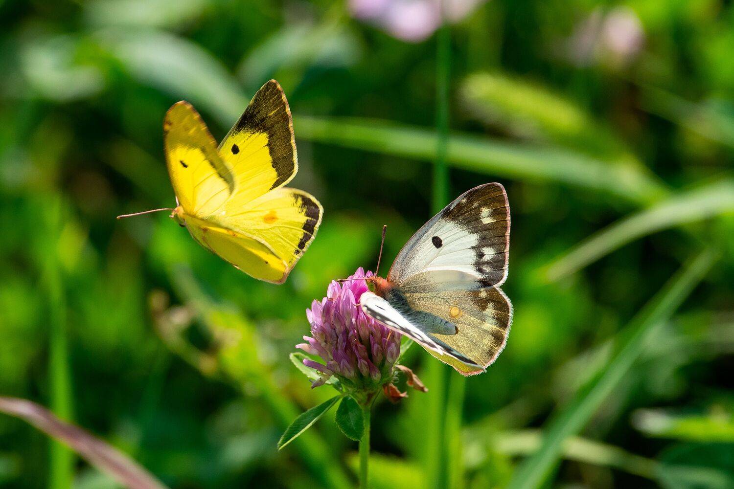 Colias erate, eastern pale clouded yellow, butterfly, volgograd, russia, wildlife, macro, macro photo, , Сторчилов Павел