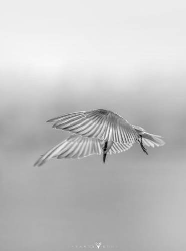 White Beauty Tern