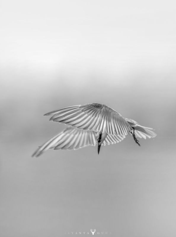 wildlife, art, nature, wild, bird, animal, monochrome White Beauty Tern фото превью