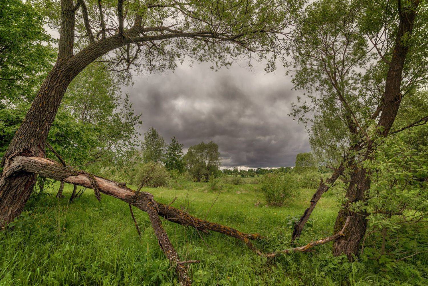 зелень, лето, деревья, тучи, дождь, Аникин Сергей