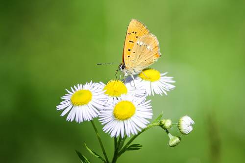 Червонец огненный (Lycaena virgaureae)