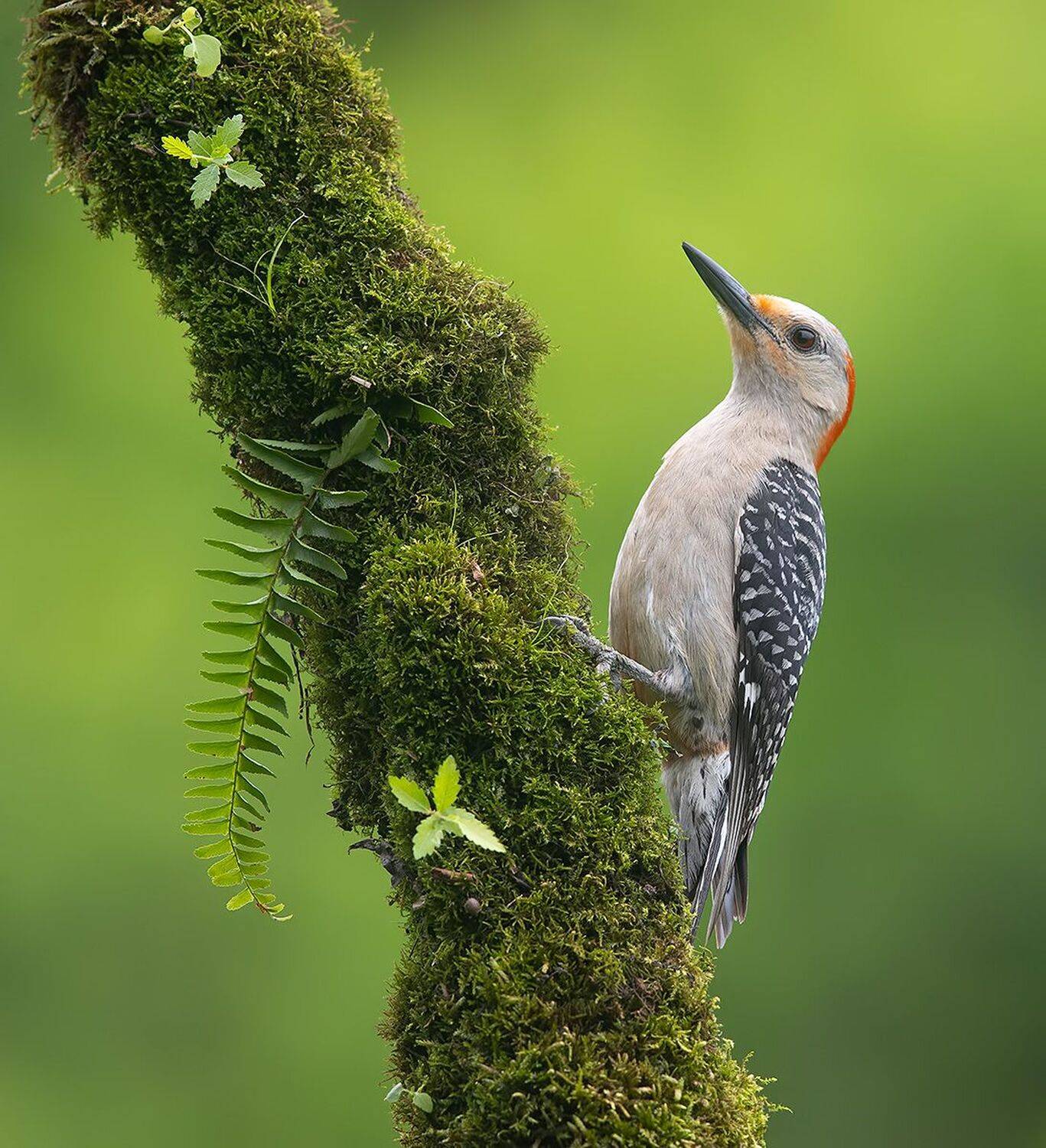 дятел, каролинский меланерпес, red-bellied woodpecker, woodpecker, Etkind Elizabeth