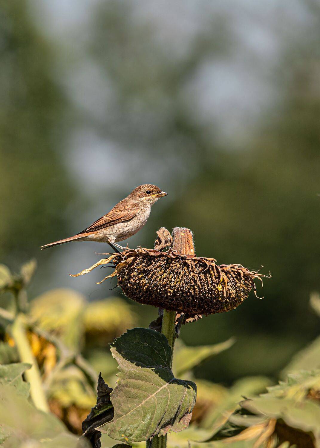 сорокопут-жулан., слеток., Алексей Рыльский