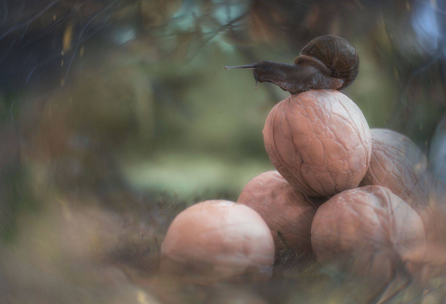 макро, улитки, macro, snails, bokeh, nuts, Мария Обидина