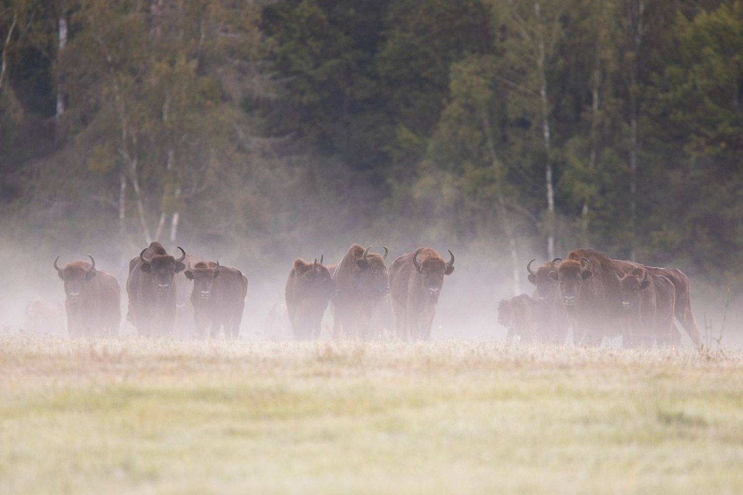 ssaki,las,przyroda,żubry,fauna,mgła,natura, Zakrzewski Marcin