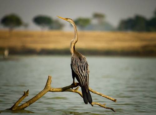 Oriental Darter