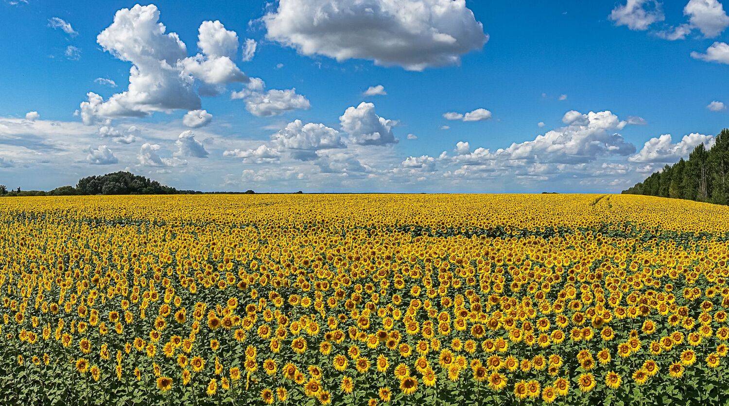 подсолнухи, лето,, Николай Бологов