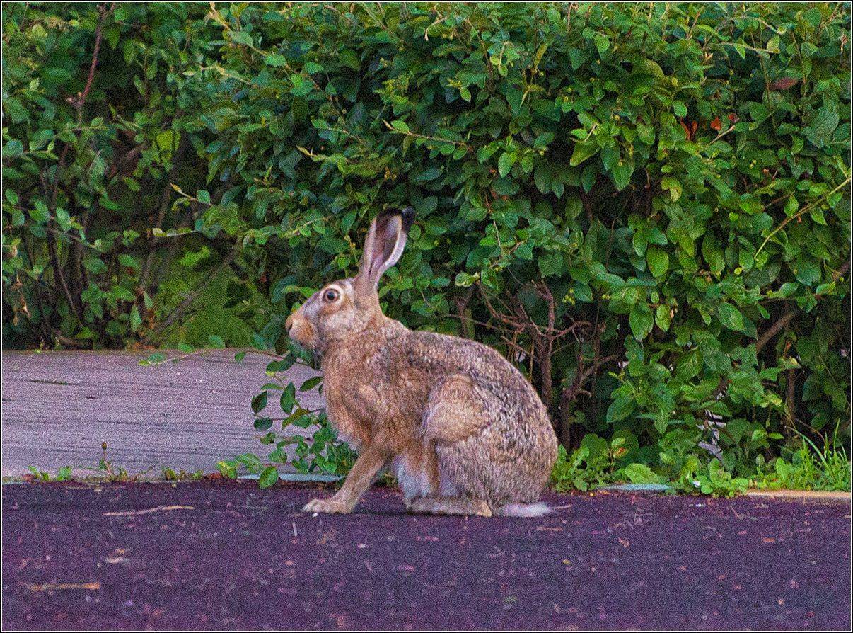 москва, лето,территория школы, заяц, АНАТОЛИЙ ДОВЫДЕНКО