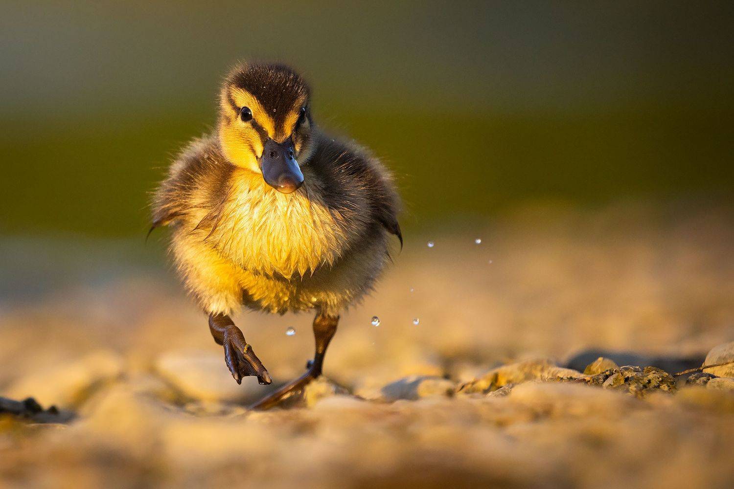 , Robert Adamec