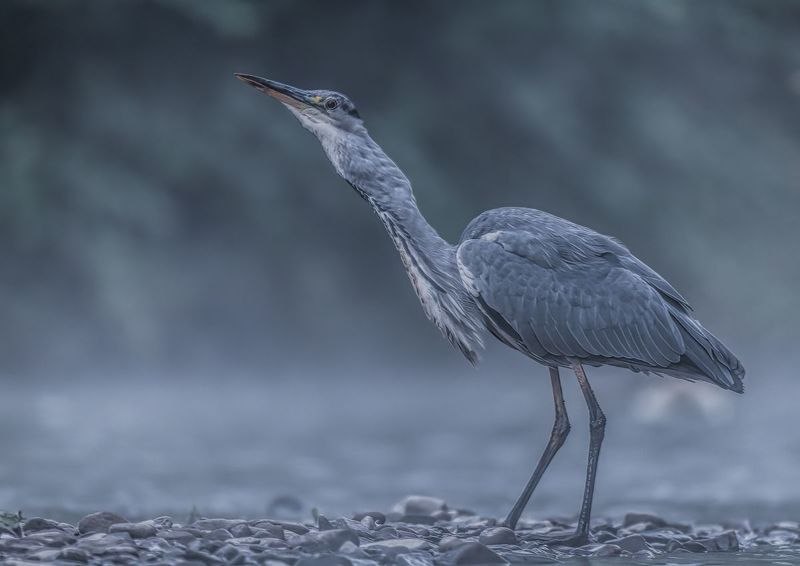 Czapla siwa фото превью