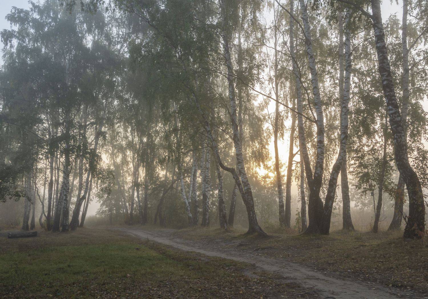 природа, пейзаж, туман, Ольга Бонина